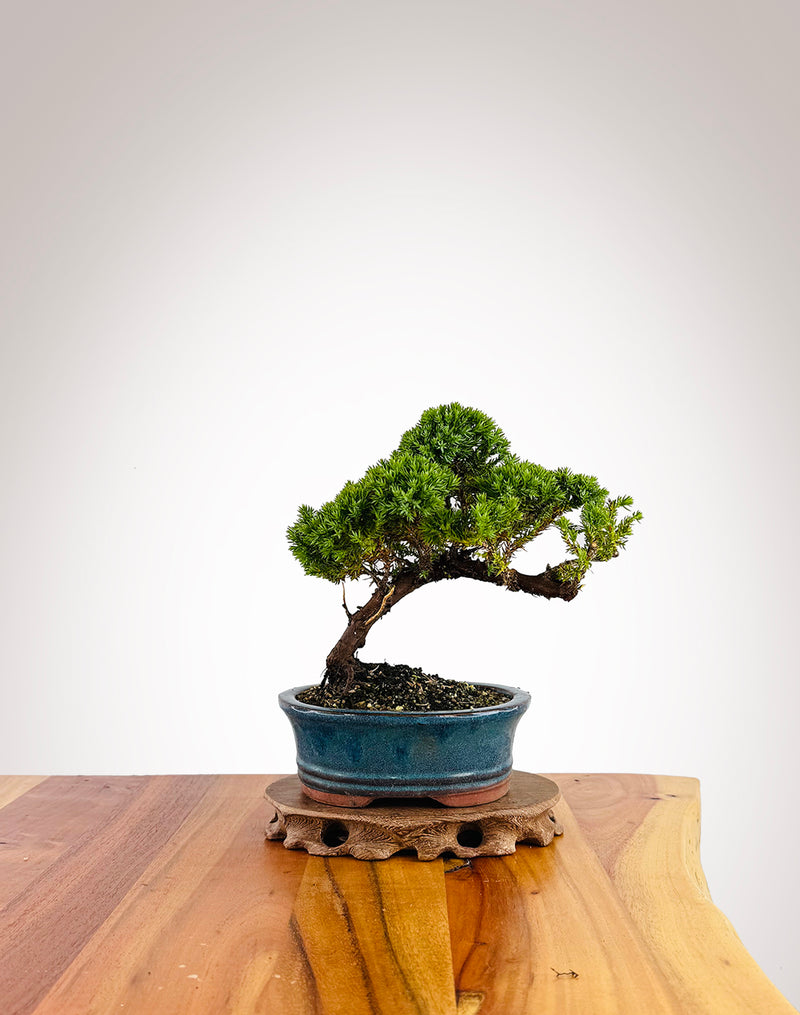 Japanese Juniper (JJ2411019)