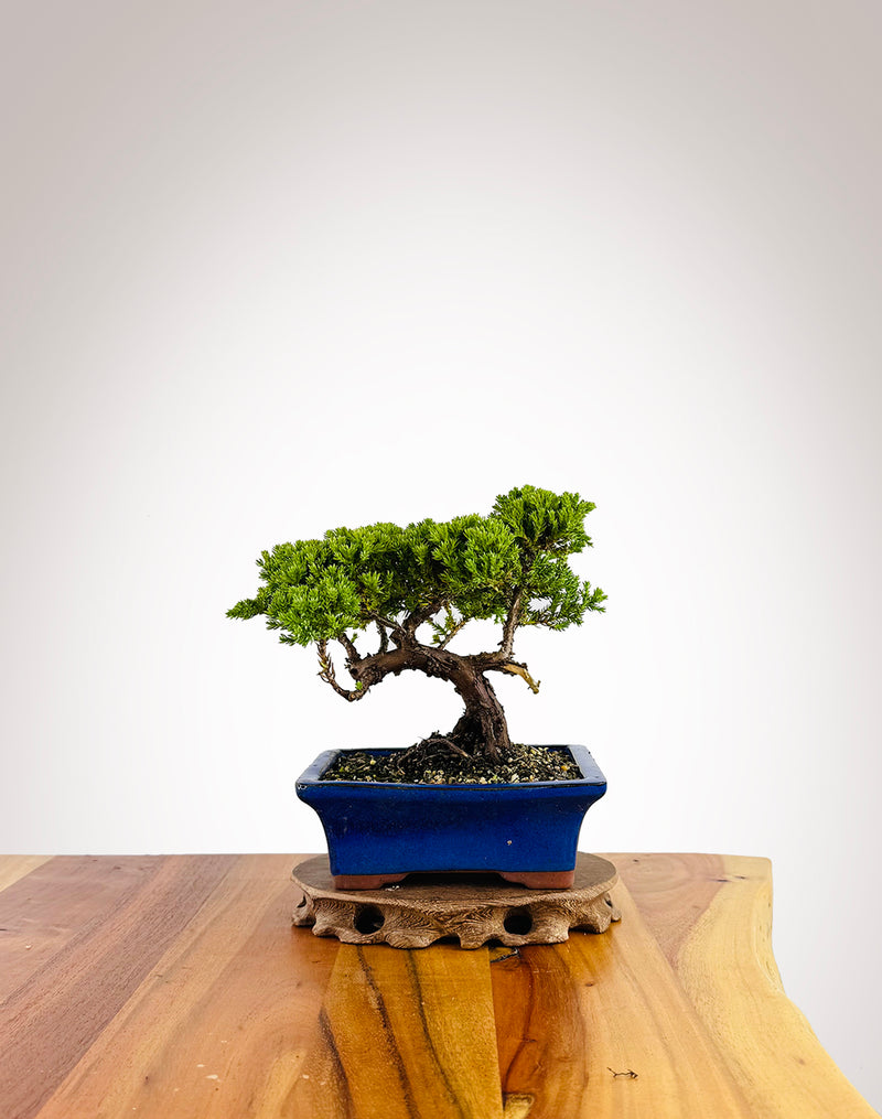 Japanese Juniper (JJ2411020)