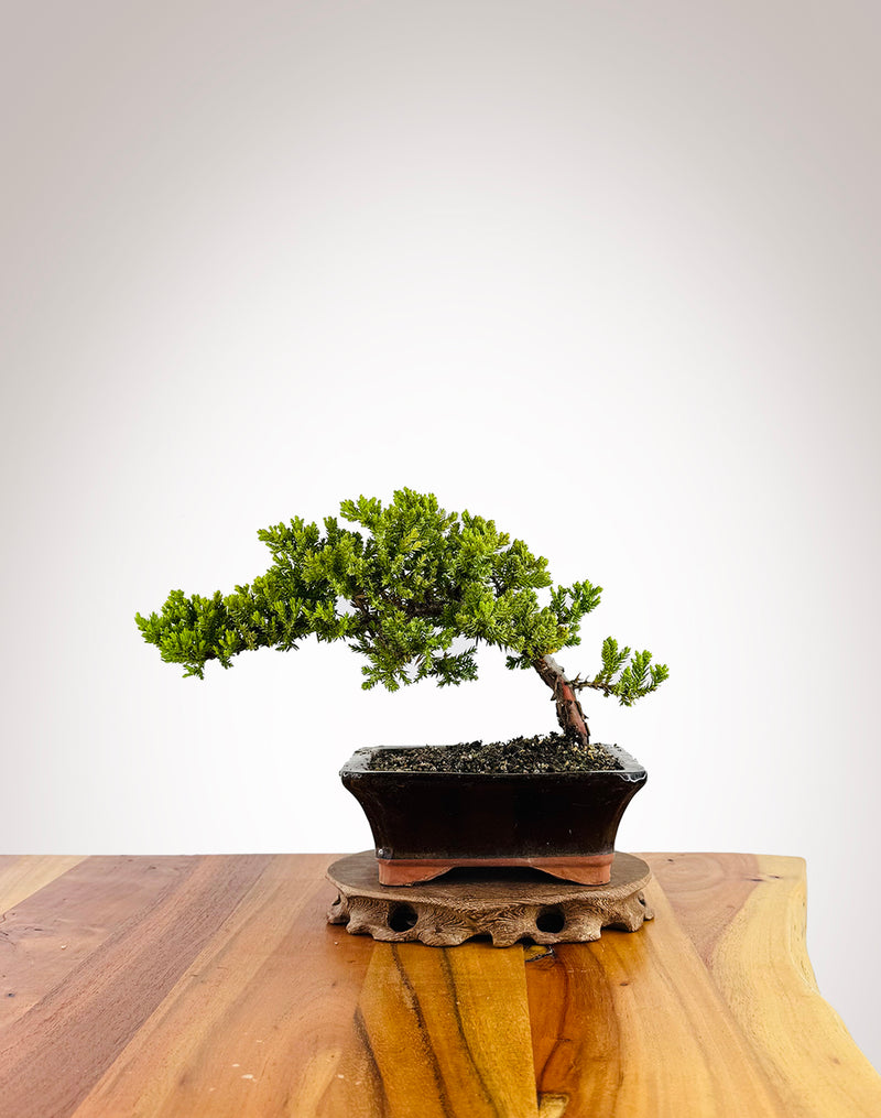 Japanese Juniper (JJ2411021)