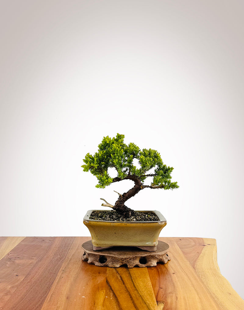 Japanese Juniper (JJ2411024)