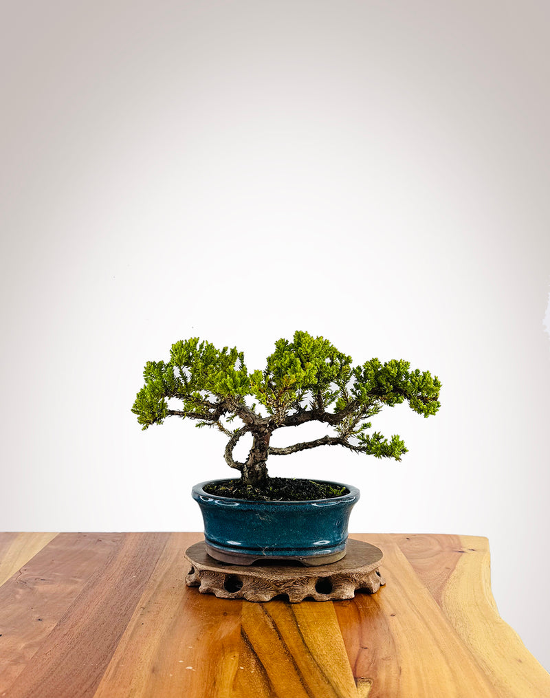 Japanese Juniper (JJ2411025)