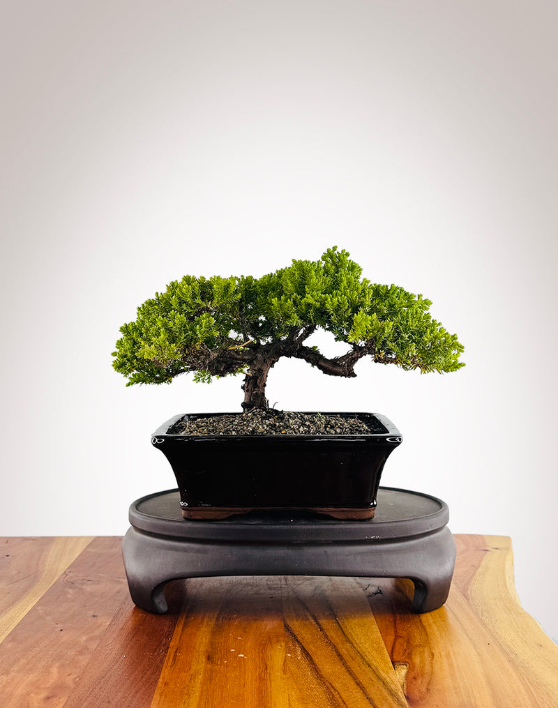 Japanese Juniper (JJ2412010)