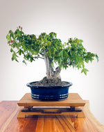 Trident Maple 241002