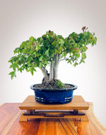 Trident Maple 241002