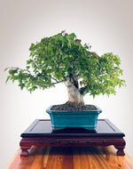 Trident Maple 2410