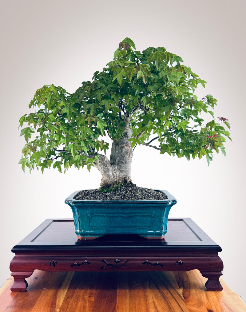 Trident Maple 2410