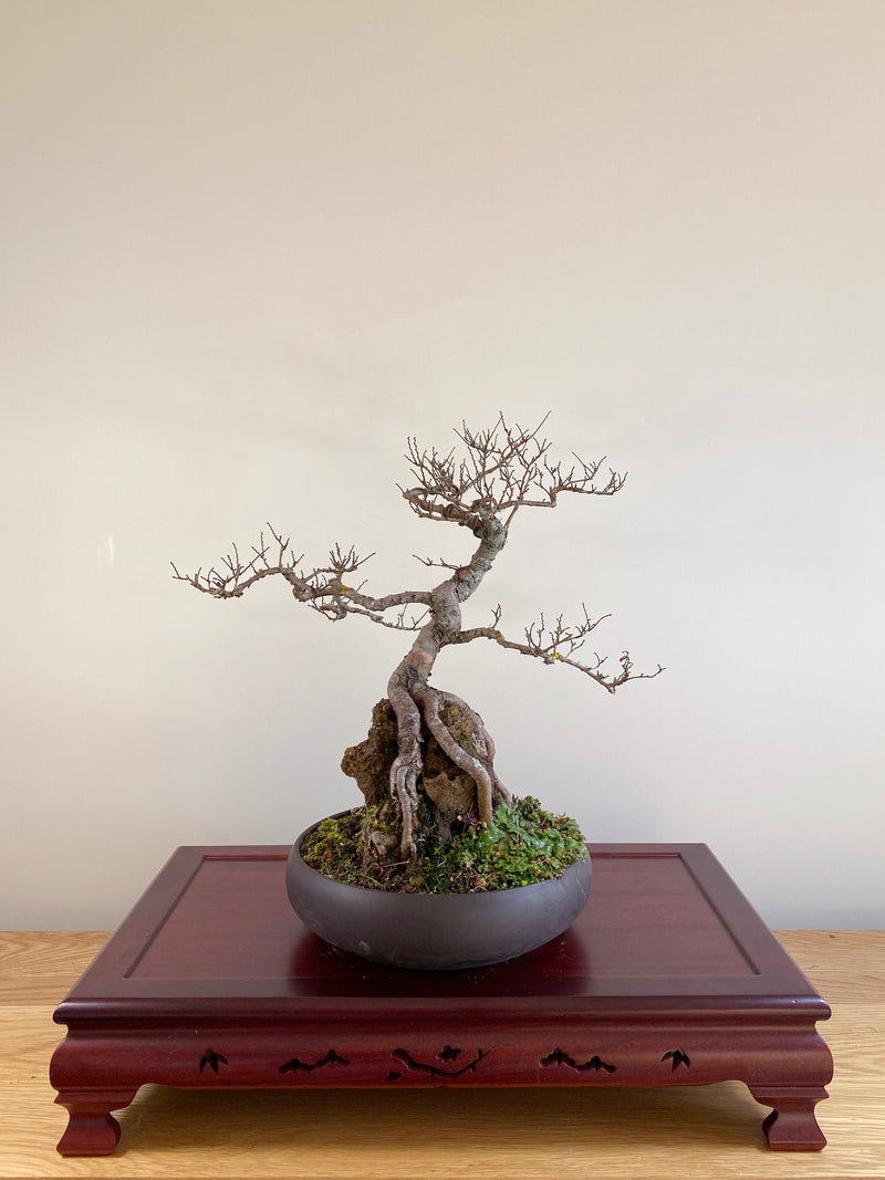 CHINESE ELM (ROOT OVER ROCK)