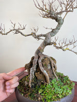 CHINESE ELM (ROOT OVER ROCK)