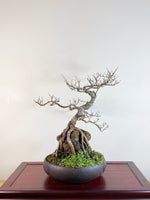 CHINESE ELM (ROOT OVER ROCK)