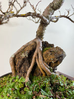 CHINESE ELM (ROOT OVER ROCK)