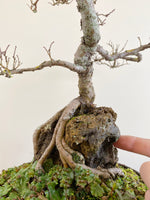 CHINESE ELM (ROOT OVER ROCK)