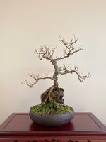 CHINESE ELM (ROOT OVER ROCK)