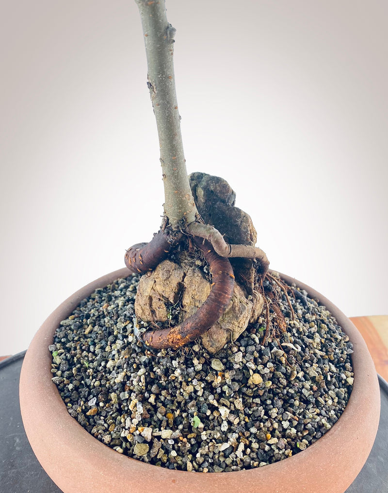 CHINESE ELM (ROOT ON ROCK) – MiniGardens Bonsai NZ