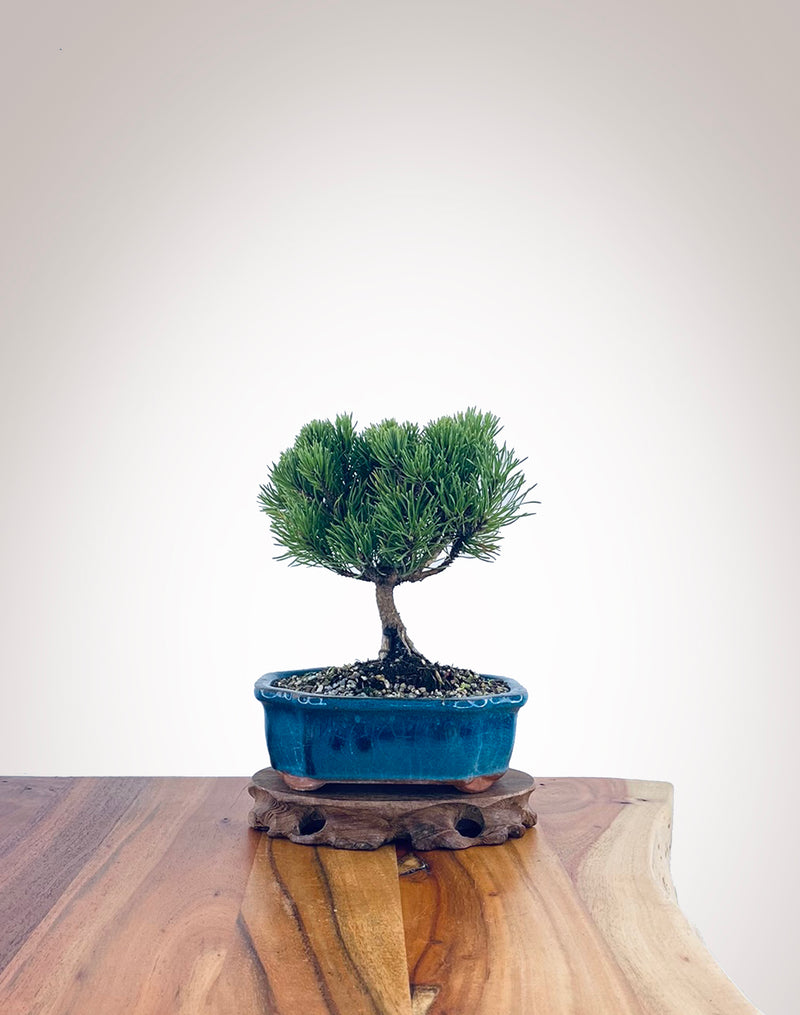 Mugo Pine (MP2204001)