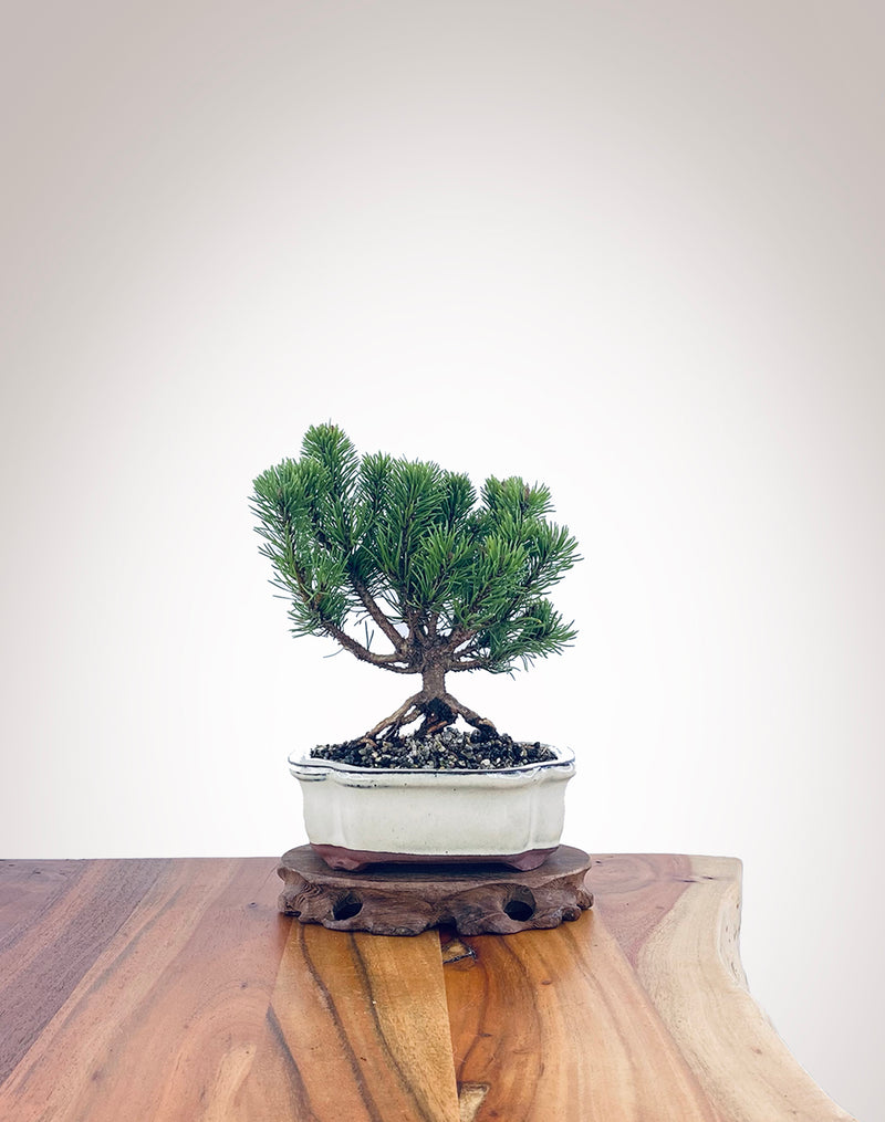 Mugo Pine (MP2204004)