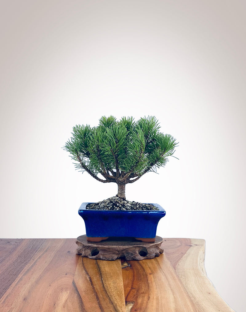 Mugo Pine (MP2204013)