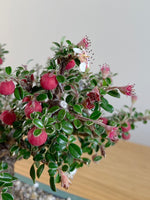 COTONEASTER (X114)