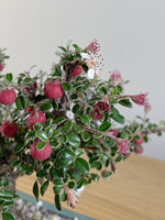 COTONEASTER (X204)