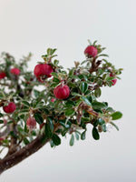 COTONEASTER (X114)