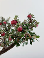 COTONEASTER (X204)