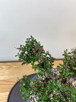 COTONEASTER (CT03010) - MiniGardens NZ