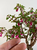 FUCHSIA (FU201101)