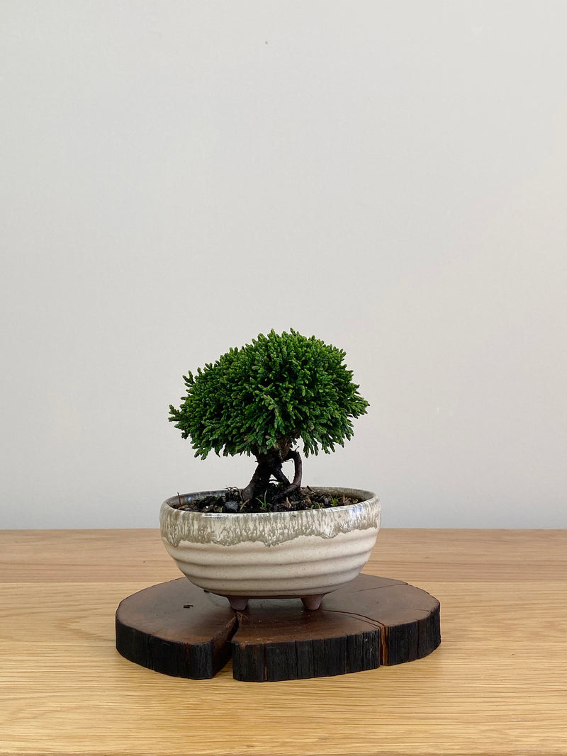 JAPANESE HINOKI CYPRESS (HC2103035)