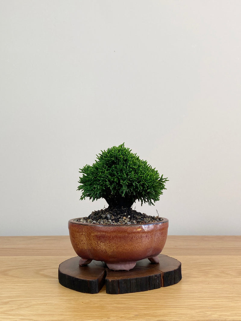 JAPANESE HINOKI CYPRESS (HC2103037)