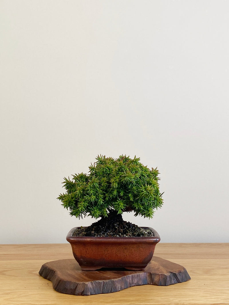 JAPANESE CEDAR (JC2104010)