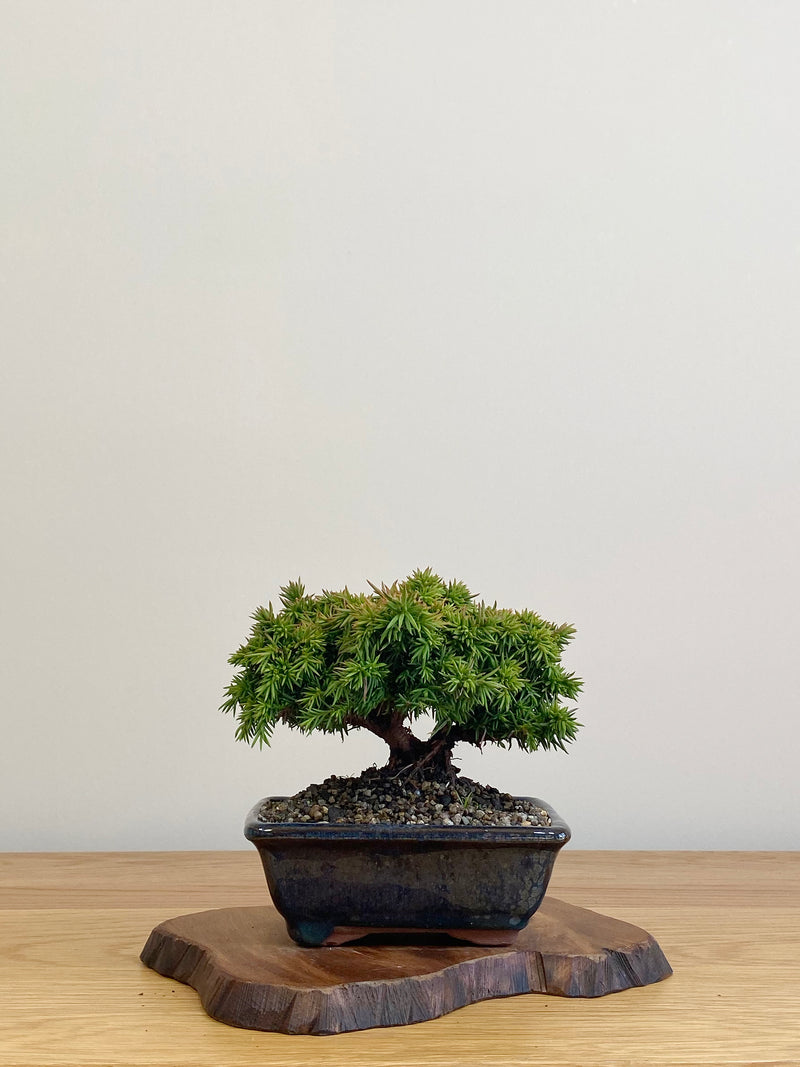 JAPANESE CEDAR (JC2104026)