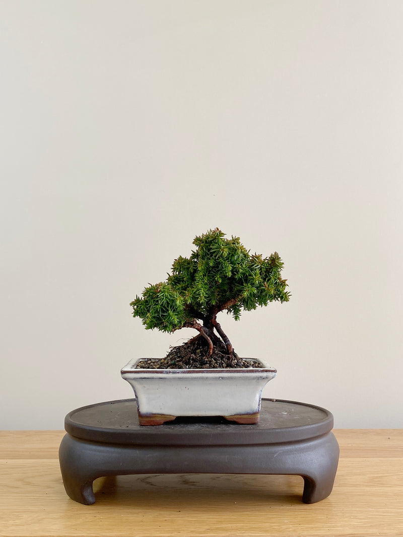 JAPANESE CEDAR (CD08002)