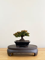 JAPANESE CEDAR (CD08003)