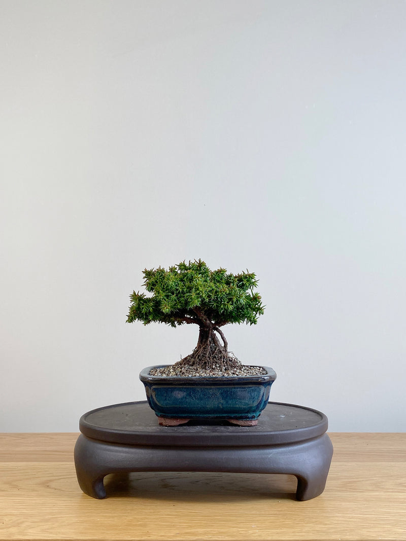 JAPANESE CEDAR (CD09004)