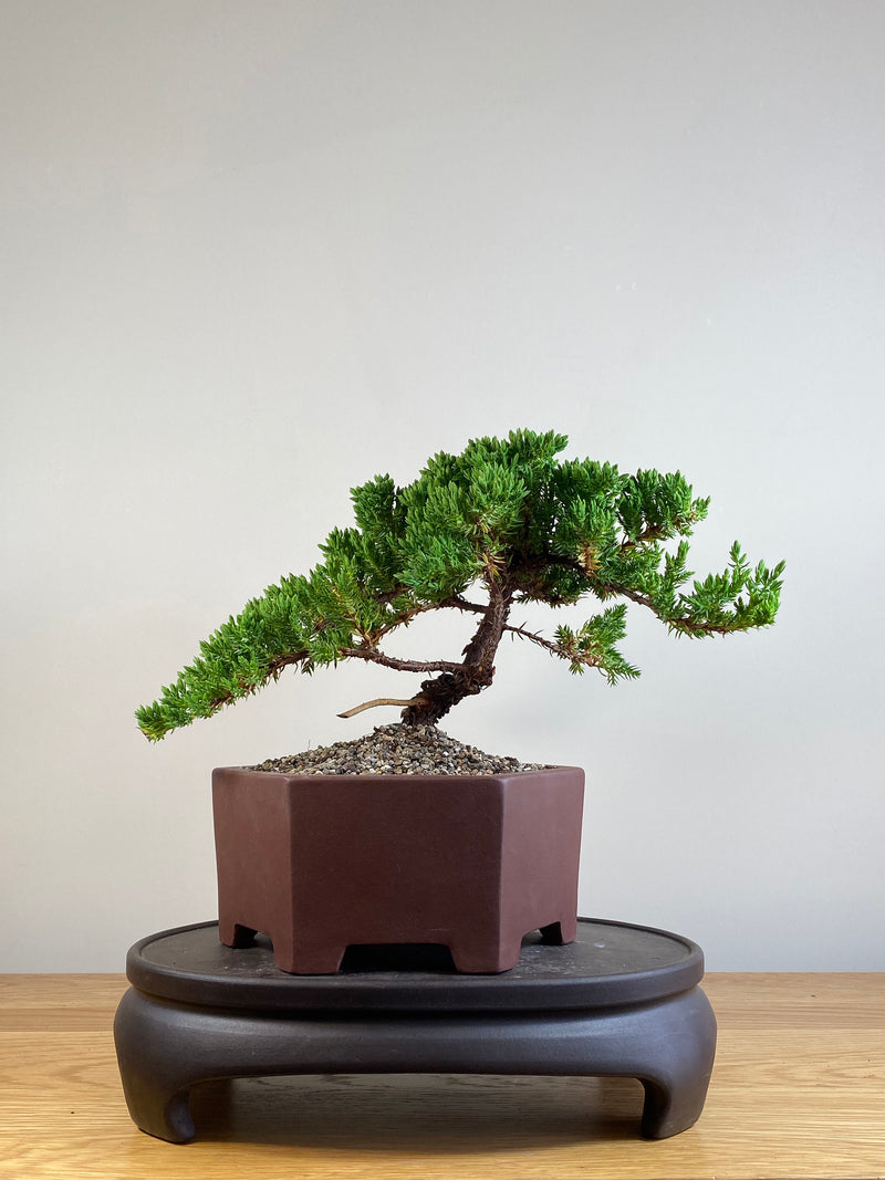 JAPANESE JUNIPER (JJ2101038)