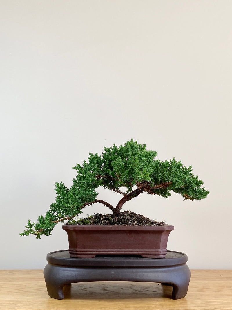 JAPANESE JUNIPER (JJ2104027)