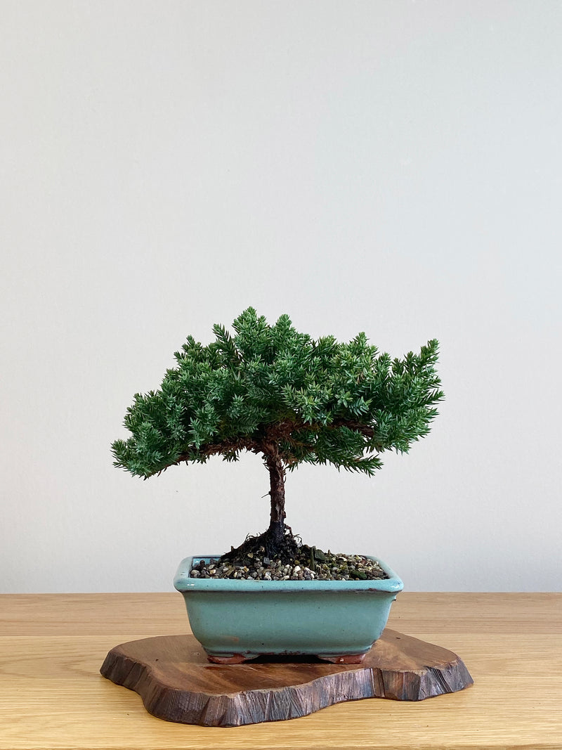 JAPANESE JUNIPER (JJ2106015)