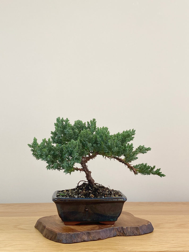 JAPANESE JUNIPER (JJ2107008)