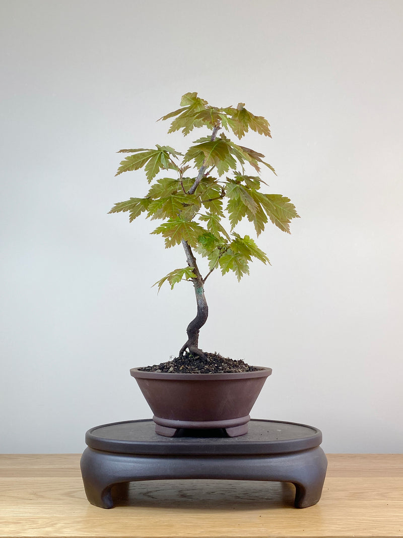 JAPANESE MAPLE (JM100020)