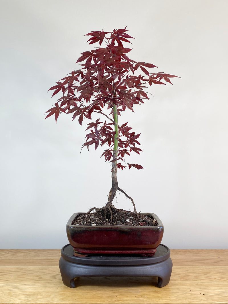 JAPANESE MAPLE (JM100026)