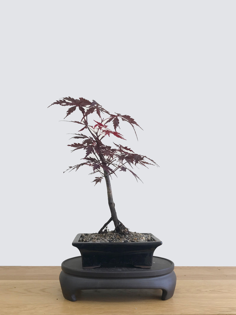 JAPANESE MAPLE (JM11010) - MiniGardens NZ