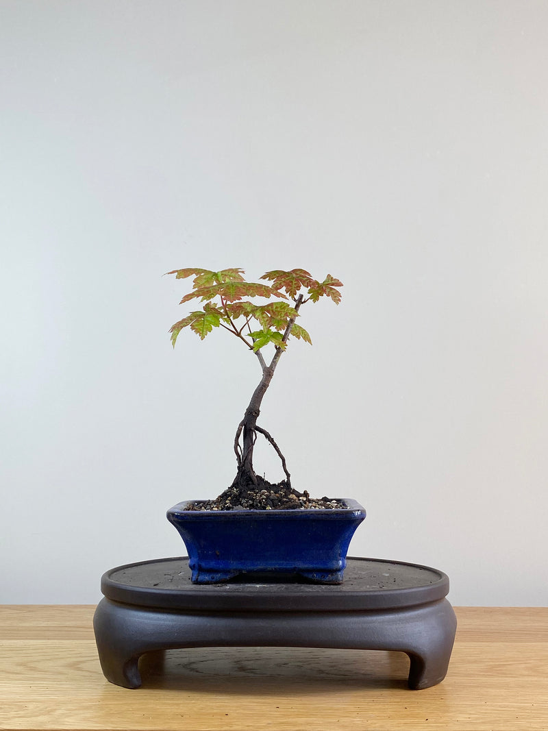 JAPANESE MAPLE (JM11010)