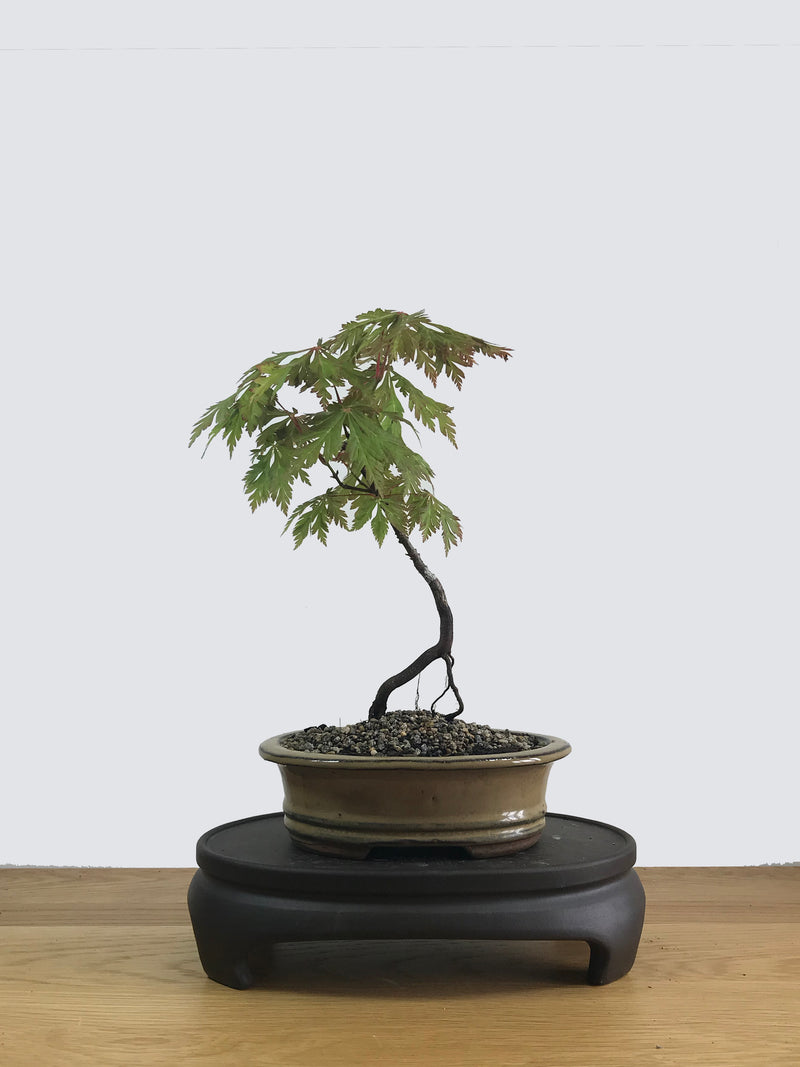 JAPANESE MAPLE (JM11025) - MiniGardens NZ