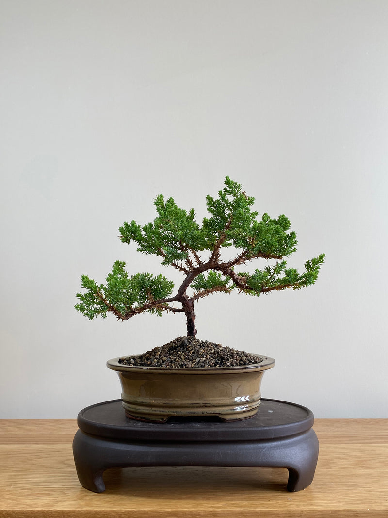 JAPANESE JUNIPER (JP01005) - MiniGardens NZ