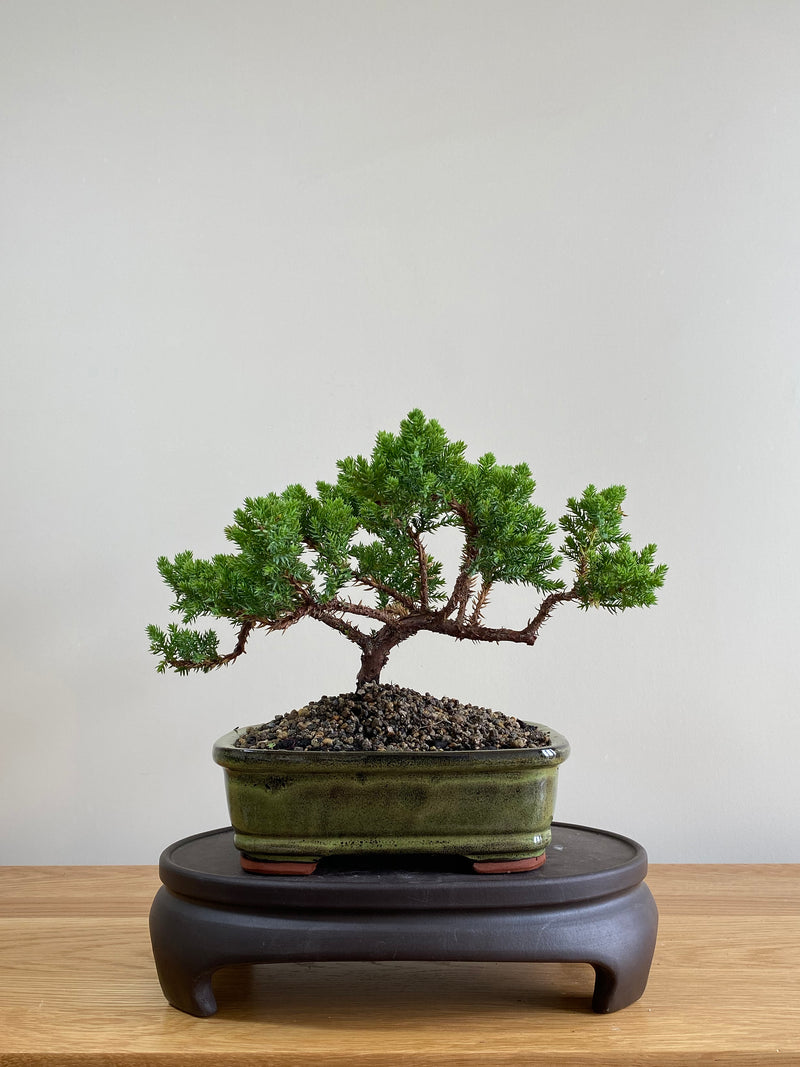 JAPANESE JUNIPER (JP01013) - MiniGardens NZ