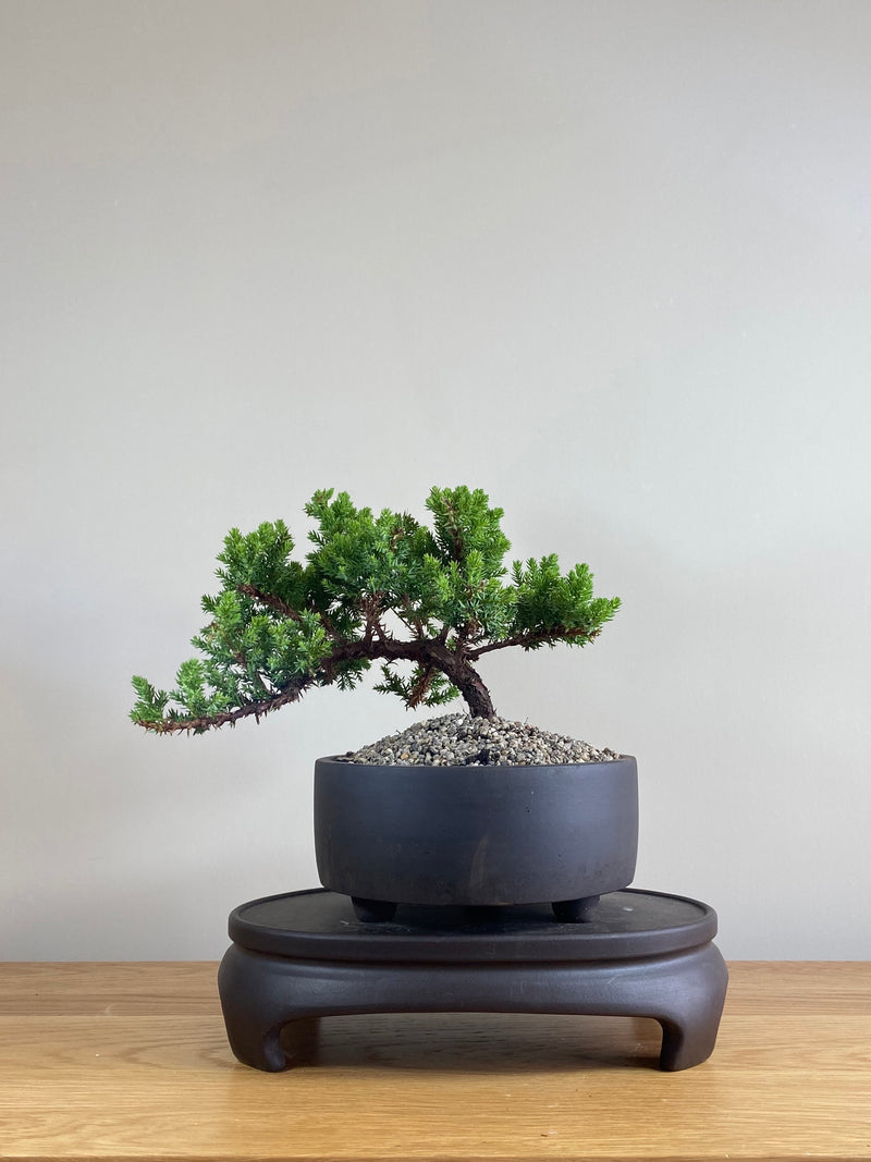 JAPANESE JUNIPER (JP03000) - MiniGardens NZ