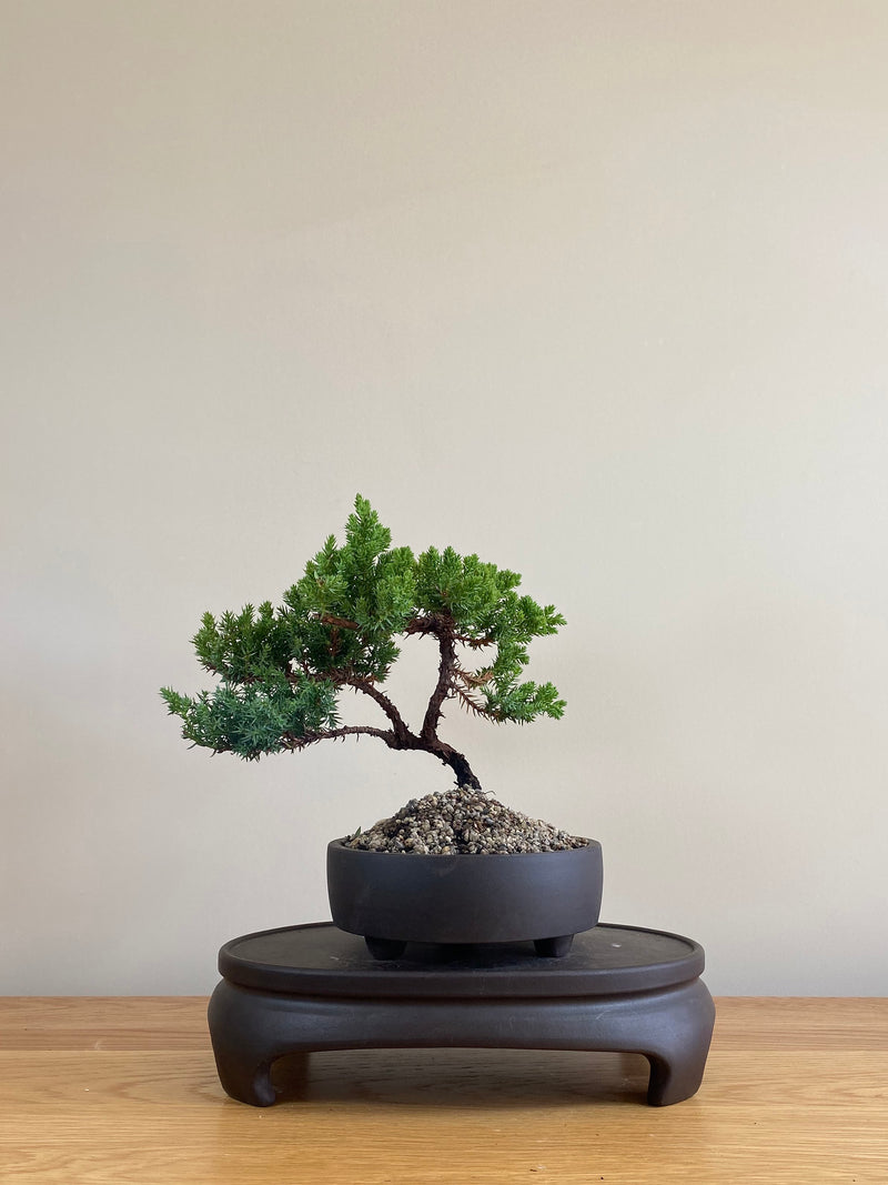 JAPANESE JUNIPER (JP03003) - MiniGardens NZ