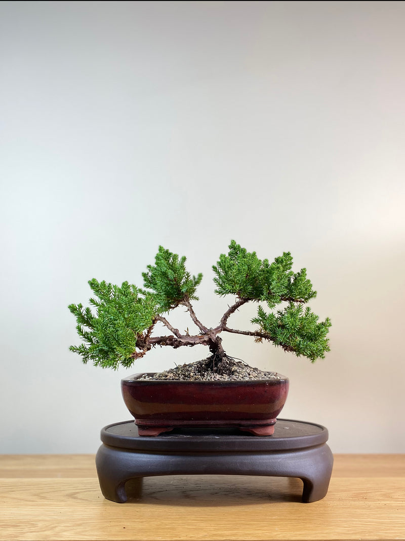 JAPANESE JUNIPER (JP03034) - MiniGardens NZ