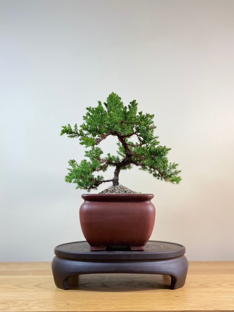 JAPANESE JUNIPER (JP03038) - MiniGardens NZ