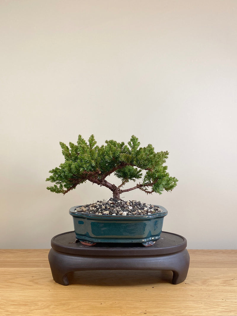 JAPANESE JUNIPER (JP05023)