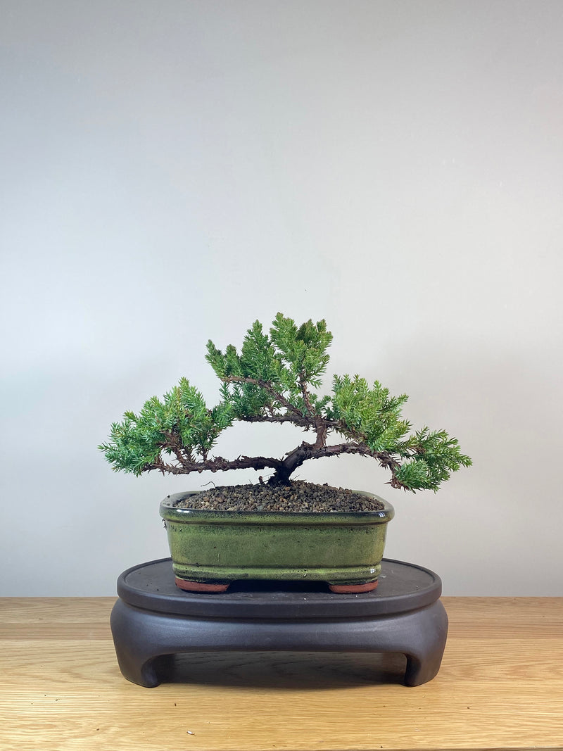 JAPANESE JUNIPER (JP06024)